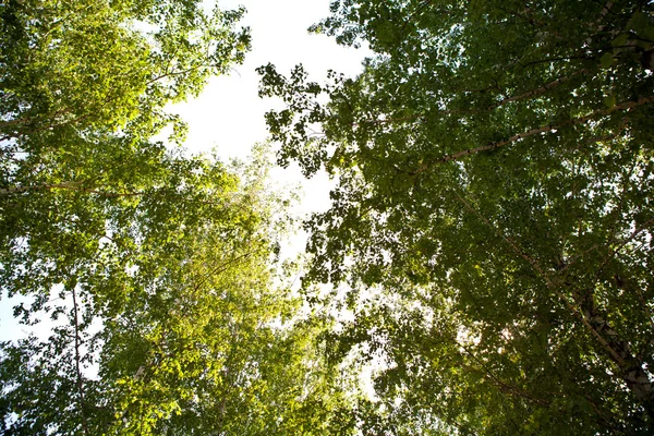 Pedestrian walkway for exercise lined up with beautiful tall trees