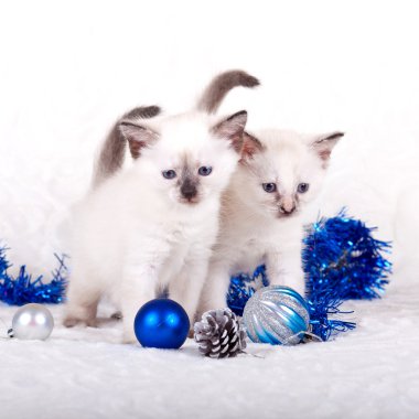 Beyaz bir arka planda beyaz yavru kedi