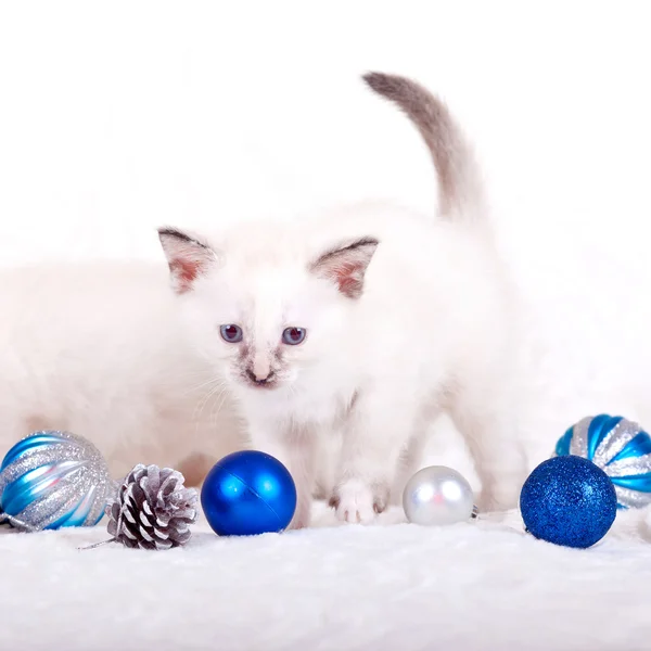 Beyaz arka planda kedi yavruları — Stok fotoğraf