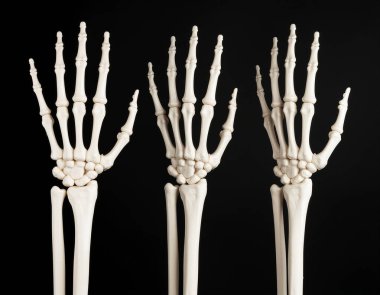 Kemik ve eklemlerin arka görüntüsünü gösteren üç insan eli iskelet modelinin yakın çekimi. Biyoloji, tıp ve eğitim için anatomik kavram. Kemik yapısı ve iskelet detaylarını vurgulayan siyah arkaplanlı yüksek kaliteli stüdyo fotoğrafı.