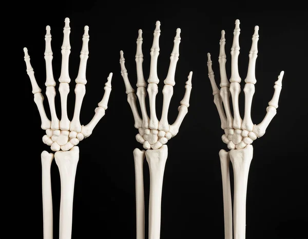Kemik ve eklemlerin arka görüntüsünü gösteren üç insan eli iskelet modelinin yakın çekimi. Biyoloji, tıp ve eğitim için anatomik kavram. Kemik yapısı ve iskelet detaylarını vurgulayan siyah arkaplanlı yüksek kaliteli stüdyo fotoğrafı.