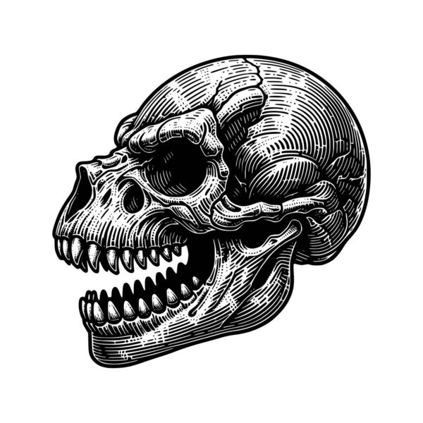 Черно-белая гравировка с изображением черепа тираннозавра в боковом обзоре. Это детальное линейное искусство отличается смелым винтажным оттенком и интригующей текстурой костей, идеально подходит для дизайна татуировок, графики футболок, плакатов, а также темного или ретро-искусства.