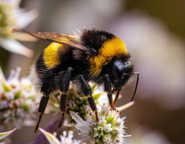 Tüylü bir yaban arısı (Bomba türü) yakalayan çarpıcı, keskin bir makro çekim aktif olarak küçük beyaz ve pembe çiçek kümeleri üzerinde arama yapar. Arıların siyah ve canlı sarı çizgileri son derece detaylı kıllı göğüs ve bileşik gözlerini gösteriyor.