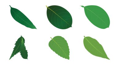 Yapraklar Jackfruit, mango, tulsi, lemon, neem