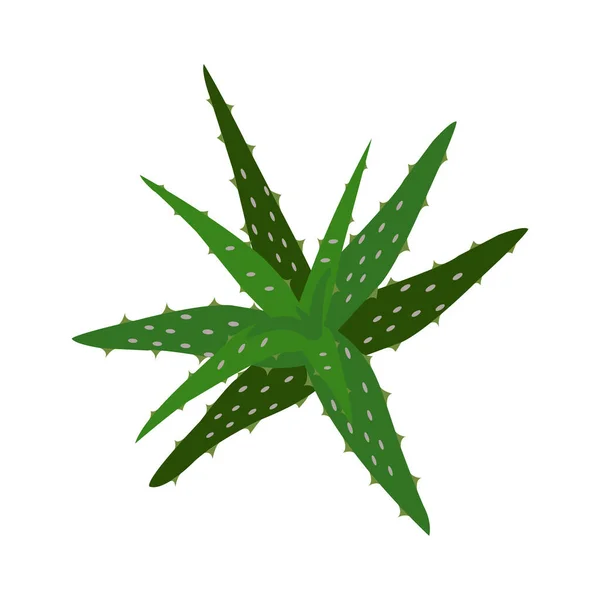 Aloe Vera Verde Árbol Hierbas Medicinales — Vector de stock