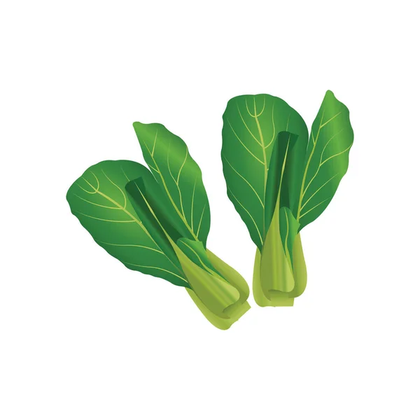 Lechuga Realista Vector Ilustración — Vector de stock