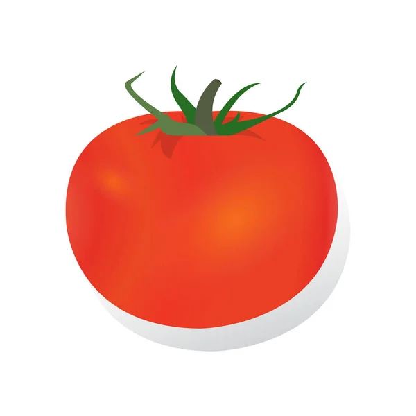 Tomates Ilustración Vector Realista — Archivo Imágenes Vectoriales