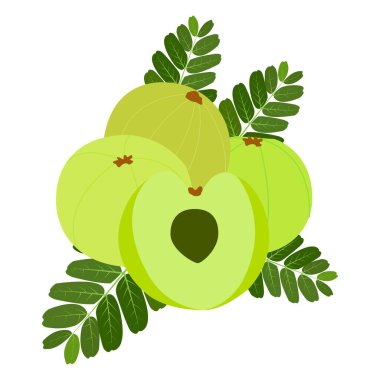 amla vektörleri çizimleri amlocy meyve vektörü amloki