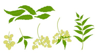 neem plant leaf neem oil ayurvedic herb illustration nimtree medikal tree