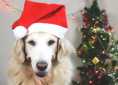 Golden Retriever köpeğinin portresi, Noel Baba 'nın kırmızı şapkasını takmış Noel ağacı ve ışık süslemeli odadaki kameraya bakıyor. Noel konsepti..