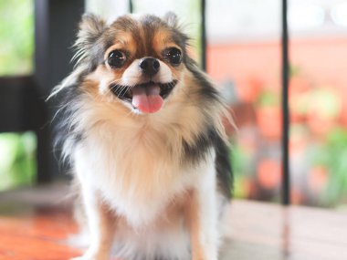 Şirin, uzun saçlı, siyah beyaz ve kahverengi renkli bir Chihuahua köpeğinin ahşap bahçe bankında oturduğu, başka tarafa bakan ve mutlu bir şekilde gülümseyen görüntüsü..