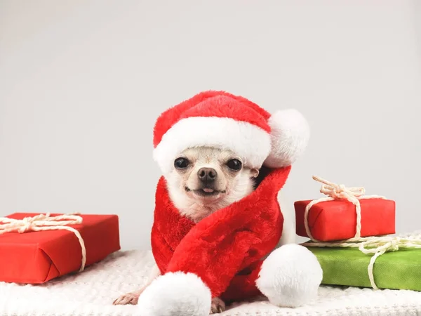 Retrato Perro Chihuahua Pelo Corto Blanco Con Sombrero Santa Claus —  Fotos de Stock