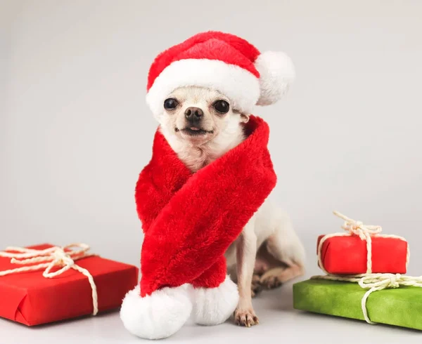 Portrait of white short hair Chihuahua dog wearing Santa Claus hat and red scarf sitting and smiling at camera with red and green gift boxes on white background.Christmas and New year celebration.