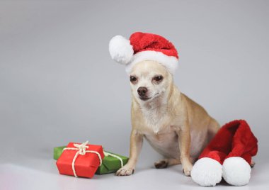 Noel Baba şapkası takan Chihuahua köpeğinin portresi, kameraya bakıyor, kırmızı ve yeşil hediye kutuları ve beyaz arka planda kırmızı eşarpla oturuyor. Noel ve Yeni Yıl Kutlaması.