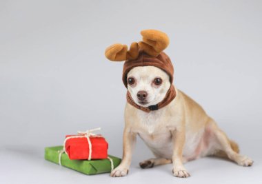 Beyaz arka planda kırmızı ve yeşil hediye kutularıyla oturan ren geyiği boynuzu şapkası takan şişman ve kahverengi saçlı Chihuahua köpeği portresi. Noel ve Yeni Yıl Kutlaması.