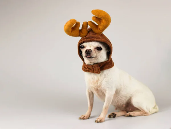 Portrait White Short Hair Chihuahua Dog Wearing Reindeer Horn Hat — Stock Photo, Image