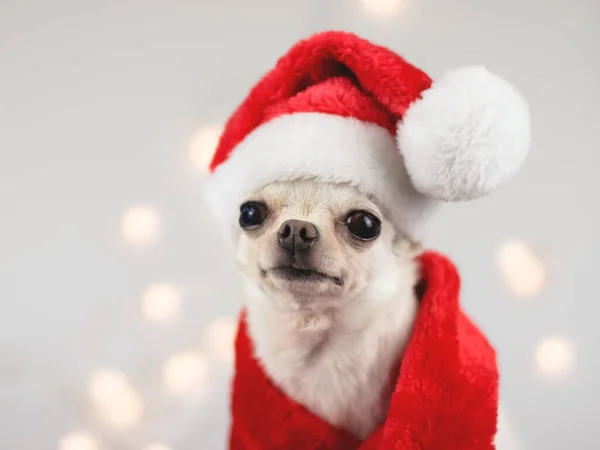 산타클로스 모자를 스카프를 앉아서 크리스마스 빛으로 배경에 카메라를 흰색짧은 치와와 — 스톡 사진