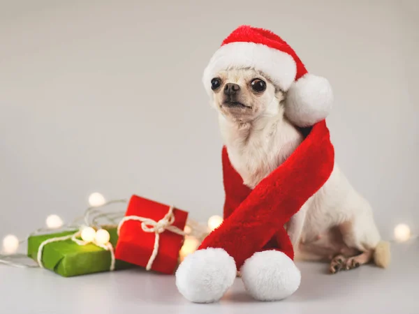 Retrato Cão Chihuahua Branco Vestindo Chapéu Papai Noel Cachecol Vermelho — Fotografia de Stock