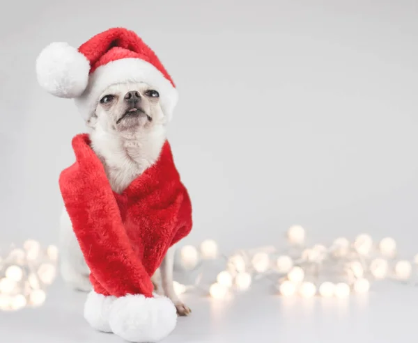 Retrato Cão Chihuahua Branco Vestindo Chapéu Papai Noel Cachecol Vermelho — Fotografia de Stock