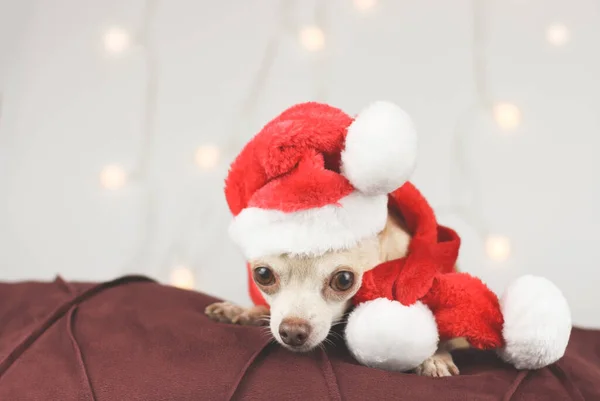 Portrait Chihuahua Cheveux Courts Bruns Portant Chapeau Père Noël Couché — Photo