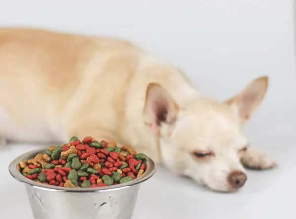 Bir kase dolusu köpek mamasının ön görüntüsü. Chihuahua köpeği gözlerini kapatıyor ve görmezden geliyor. Üzgün ya da hasta chihuahua yemekten sıkılır. Evcil hayvan sağlığı ve evcil hayvan davranışı. Köpeğin yiyeceklerine özenli odaklanma..