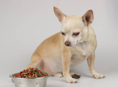 Kahverengi kısa saçlı Chihuahua köpeğinin portresi köpek maması kasesinin yanında oturuyor ve onu görmezden geliyor. iğrenç ya da seçici Chihuahua köpeği köpek maması yemek istemiyor. Evcil hayvan sağlığı veya davranış konsepti.