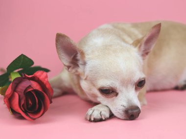 Kahverengi Chihuahua köpeğinin pembe arka planda kırmızı gülle uzanmış görüntüsü. Sevimli hayvanlar ve Sevgililer Günü konsepti