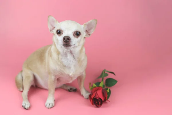 Front View Brown Chihuahua Dog Looking Camera Sitting Red Rose — Stock Photo, Image