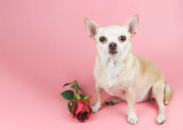 Vooraanzicht Van Bruine Chihuahua Hond Kijkend Naar Camera Zittend Bij — Stockfoto