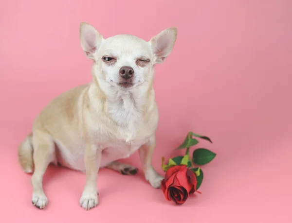 Vooraanzicht Van Bruine Chihuahua Hond Zitten Door Rode Roos Roze — Stockfoto