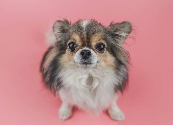 Close up image of healthy long hair  Chihuahua dog looking up at camera  on pink background. Adorable animal concept