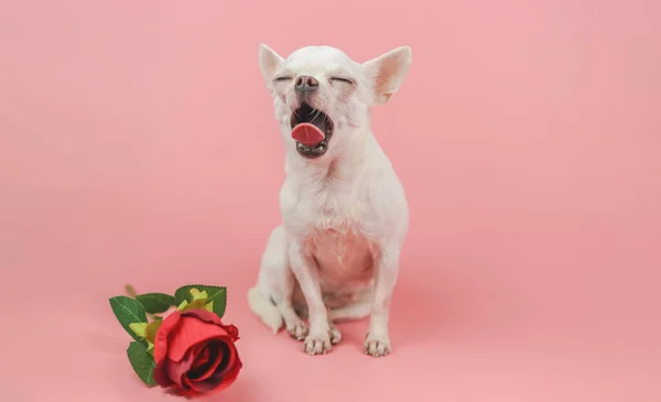 Pandangan Depan Anjing Chihuahua Rambut Pendek Putih Duduk Dengan Mawar — Stok Foto