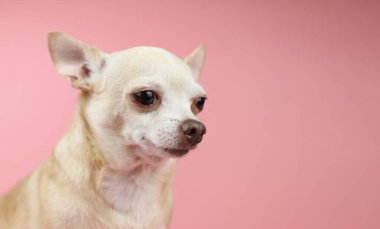 Kahverengi Chihuahua köpek kafasının pembe arka plandaki görüntüsü, başka yöne bakıyor. Hayvan duyguları konsepti.