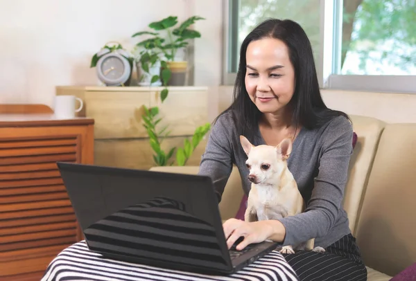 Güzel Asyalı kadın oturma odasında kanepede oturuyor ve kucağında Chihuahua köpeğiyle bilgisayar defteri üzerinde çalışıyor, evden çalışıyor, sosyal uzaklık kavramı..