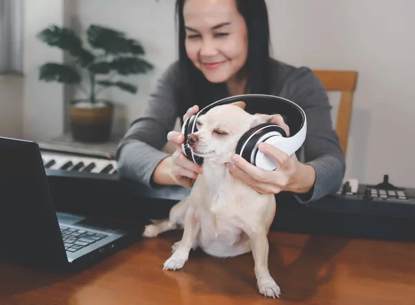 Brown Chihuahua dog listening to the music from headphones which the woman  trying to put it on him. Playing with dog while learning music online.