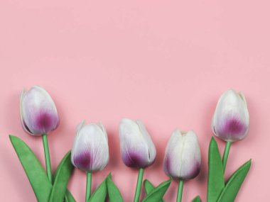Üst görünüm ya da düz mor ve beyaz lale çiçekleri pembe arkaplanda metin için kopyalama alanı ile. Kadınsı kavram.
