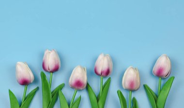 Mavi zemin üzerinde mor beyaz lale çiçeklerinin düz yatağı ve metin için kopya alanı. Kadınsı ve bahar konsepti.