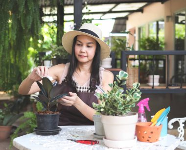 Bahçesinde çalışan şapka ve önlük takan Asyalı kadın bahçıvanın portresi, Hindistan 'daki kauçuk yapraklarının tozunu silmek..