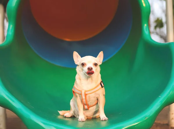 Mutlu ve sağlıklı kahverengi Chihuahua köpeğinin portresi oyun parkında oturmuş, ağzını yalıyor ve kameraya bakıyor..
