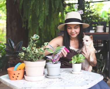 Asain bahçıvanının portresi şapka ve önlük takıyor, bahçesinde çalışıyor, Chihuahua köpeğini tutuyor ve bitkisine saf su püskürtüyor pembe sprey şişesiyle. Bitkilerle ilgilenirken Asyalı bir kadın köpeğiyle oynuyor..