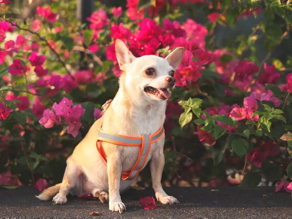 Portrait of happy and healthy brown Chihiahua dog sitting with pink Bougainvillea flowers with morning sunlight.