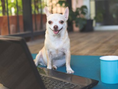 Chihuahua köpeğinin portresi bilgisayar defteri ve mavi kahve fincanıyla balkonda oturuyor, gülümsüyor ve kameraya bakıyor..