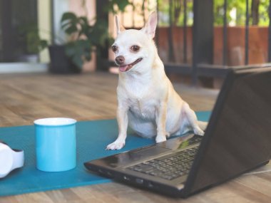 Chihuahua köpeğinin portresi bilgisayar defteri ve mavi kahve fincanıyla balkonda oturuyor, gülümsüyor ve kameraya bakıyor..