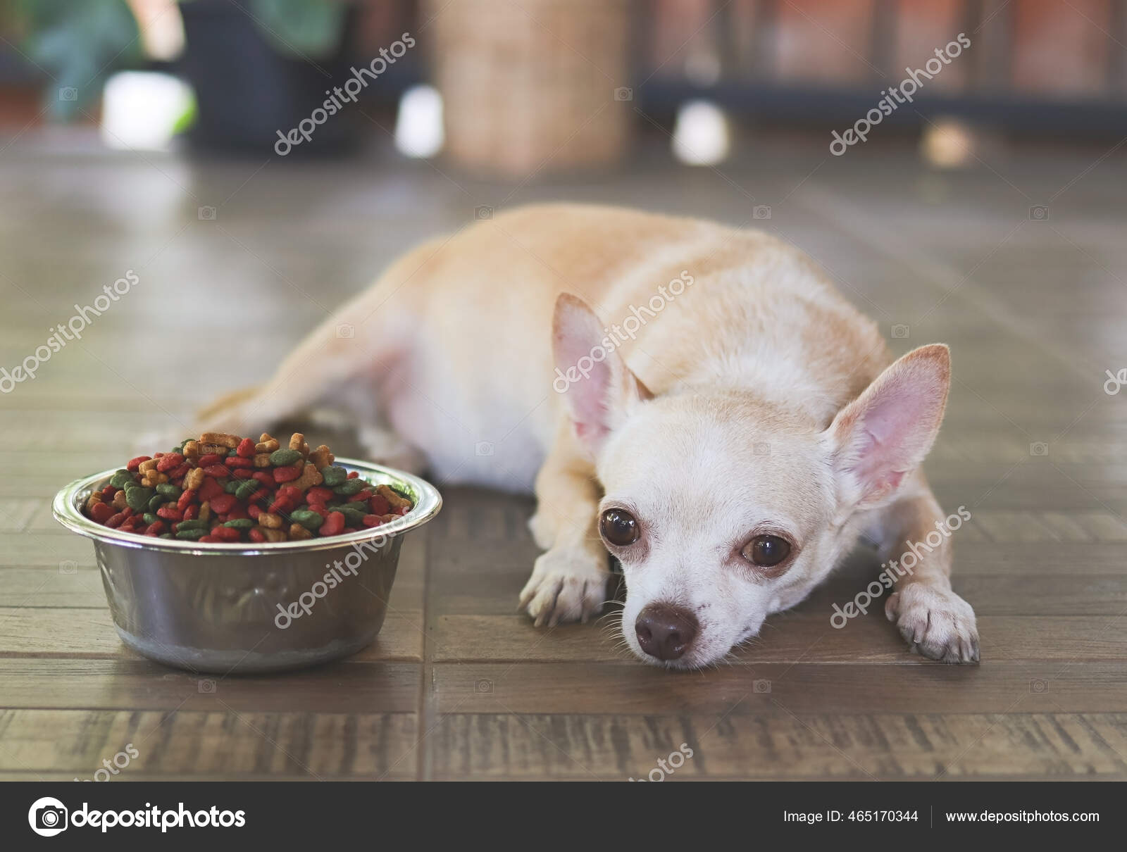 Bored chihuahua cheap