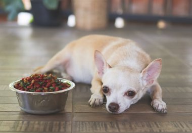 Üzgün ya da hasta Chihuahua köpeğinin portresi yemekten sıkılır. Chihuahua köpeği köpek mamasının yanına uzanmış ve onu görmezden geliyor. Hayvan sağlığı ve davranış konsepti