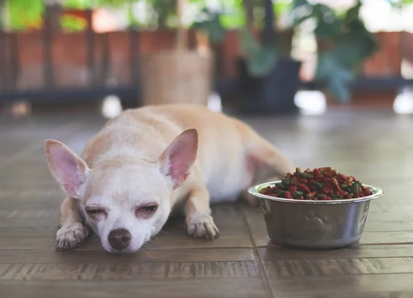 Üzgün ya da hasta Chihuahua köpeğinin portresi yemekten sıkılır. Chihuahua köpeği köpek mamasının yanına uzanmış ve onu görmezden geliyor. Hayvan sağlığı ve davranış konsepti