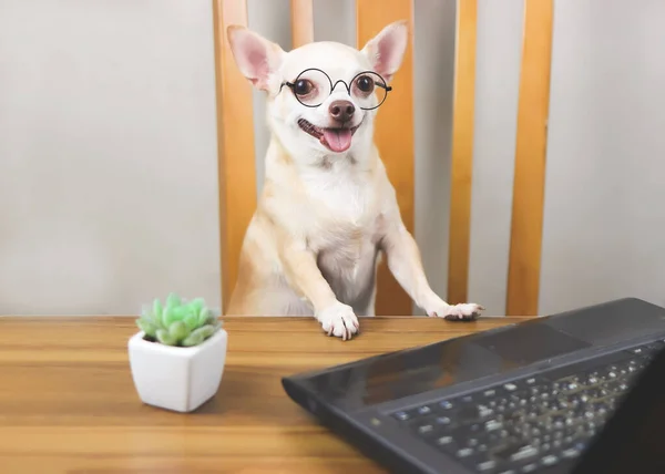 Gözlüklü Chihuahua köpeğinin portresi ahşap masada bilgisayar defteri ve kaktüsüyle oturuyor, dili açık gülümsüyor ve kameraya bakıyor..