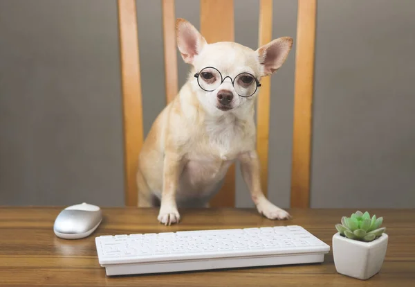 Porträtt Lynnig Eller Sömnig Chihuahua Hund Bär Glasögon Sitter Vid — Stockfoto