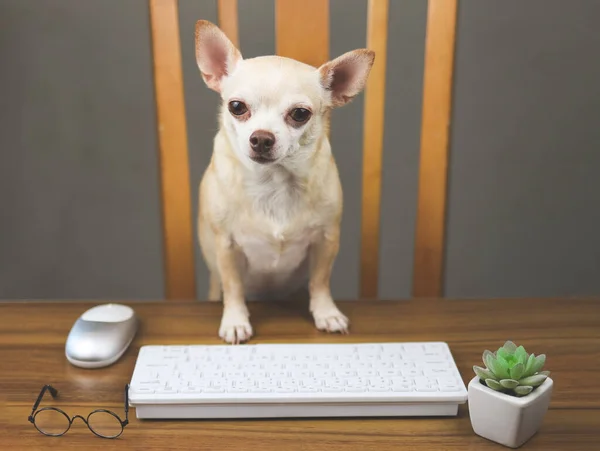 Портрет Властной Собаки Чихуахуа Сидящей Деревянным Столом Компьютерной Клавиатурой Мышью — стоковое фото