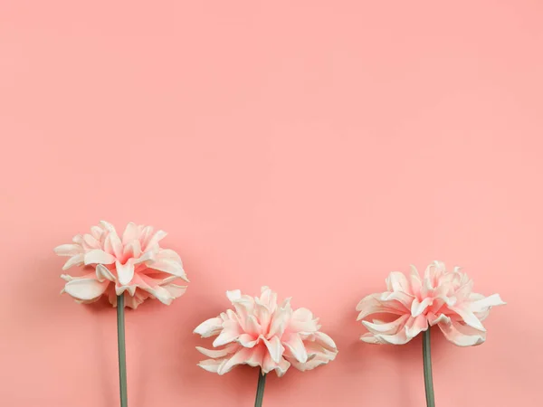 Vista Superior Disposición Plana Tres Flores Color Rosa Decoración Sobre — Foto de Stock
